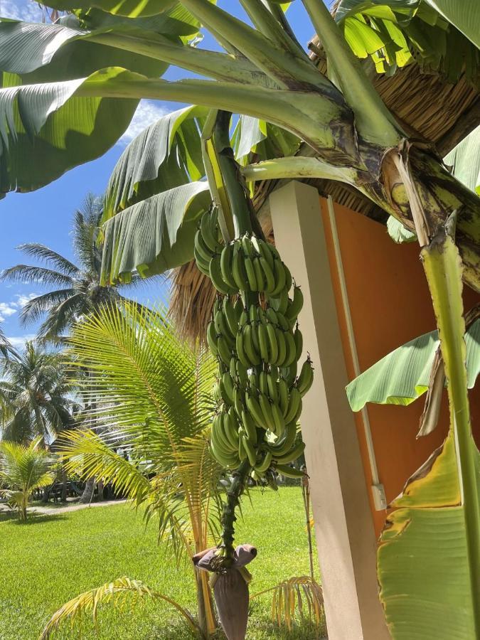 Sambo Mambo Beach Hotel エル・クコ エクステリア 写真